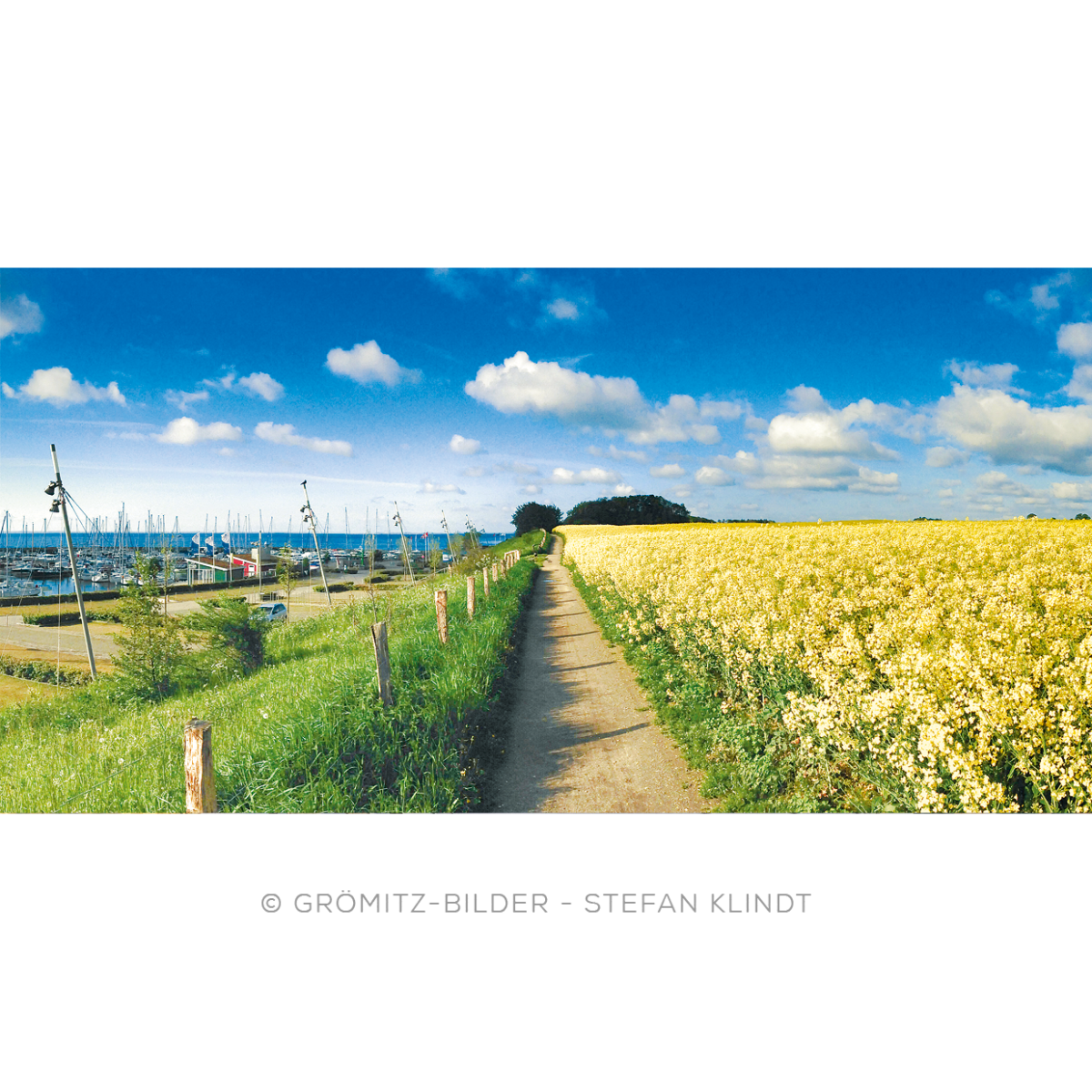 Wanderweg am Yachthafen mit Rapsblüte im Mai