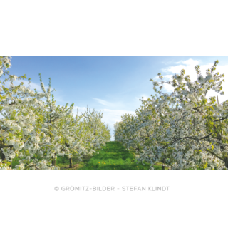 Kirschbaumplantage in voller Blüte beim Obsthof Schneekloth in Grömitz